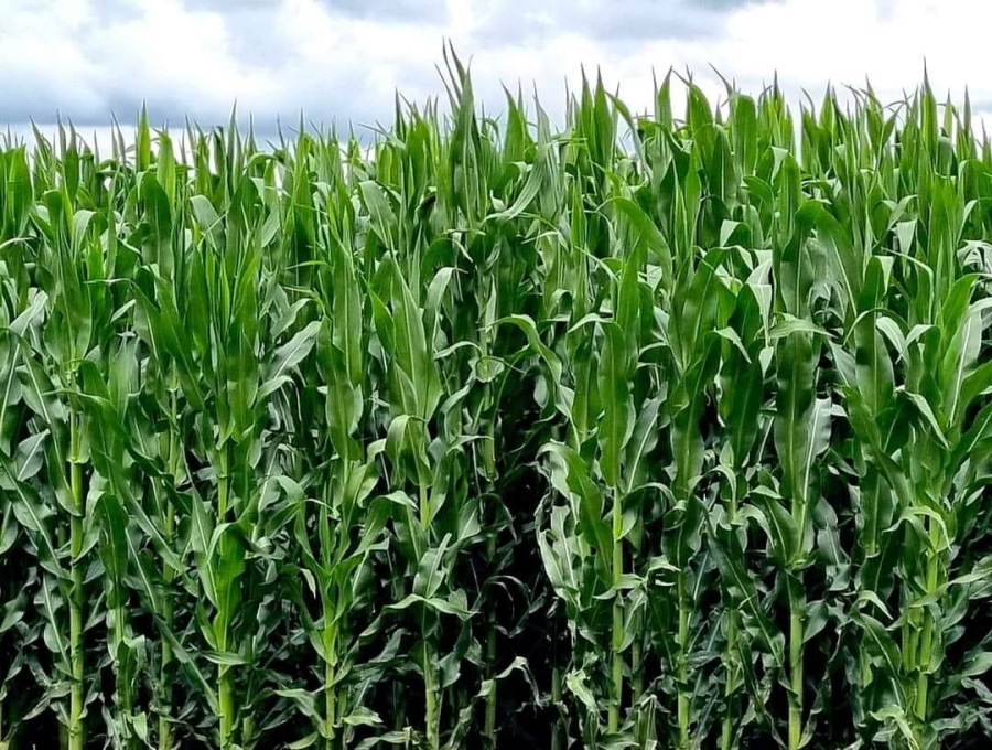Commercial Property for Sale in Kestell Rural Free State